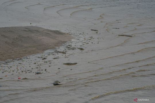 Buaya muara Sungai Palu jadi perhatian warga