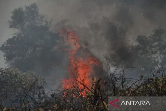 Pemadaman kebakaran hutan dan lahan di Palangka Raya
