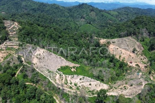 Peremajaan sawit rakyat untuk produktivitas dan keberlanjutan