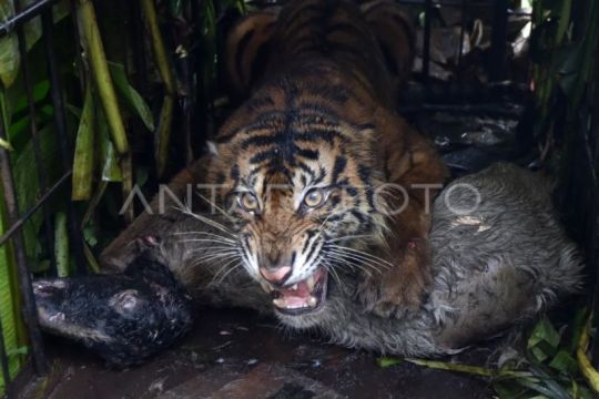 Harimau Sumatra masuk kandang jebak di Agam
