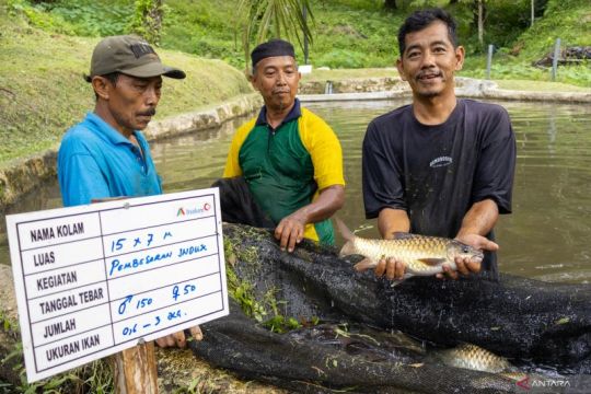 Budi daya ikan jurung binaan PT Inalum