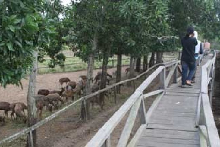 Kunjungi Penangkaran Rusa