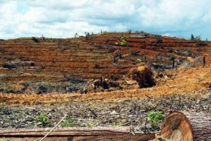 Bekantan Balikpapan Terancam