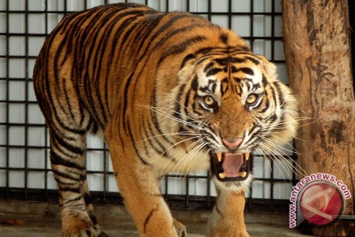 BKSDA turunkan tim pantau harimau sumatra