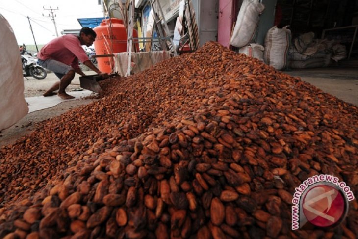 Three Aceh subdistricts projected as nat`l cocoa cultivation centers