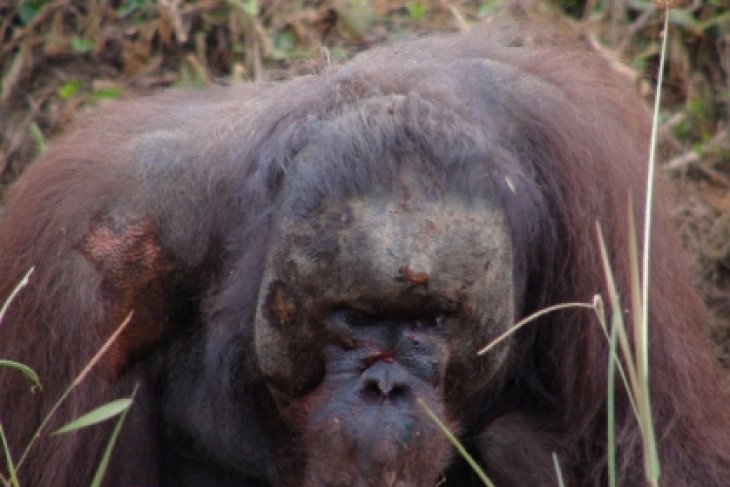 Orangutan Terluka