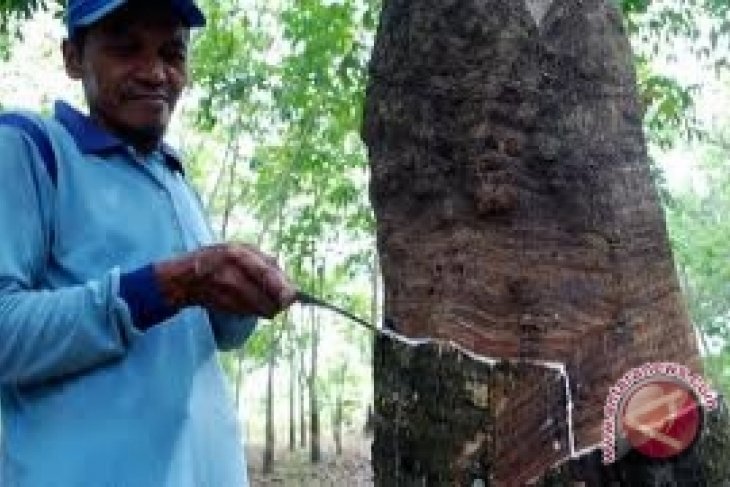 Harga karet Sumsel tertingi Rp9.338 per kilogram