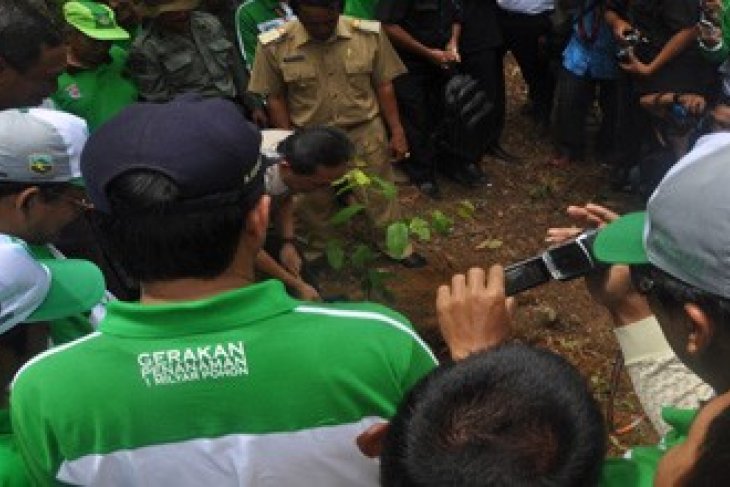 MENHUT TANAM MERANTI PUTIH