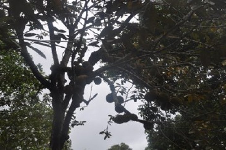 BUAH PAPAKEN