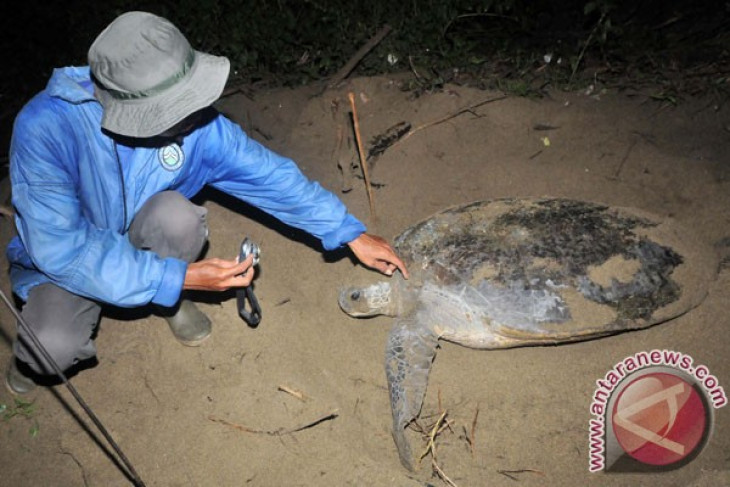 Sukamade beach home for thousands of sea turtles