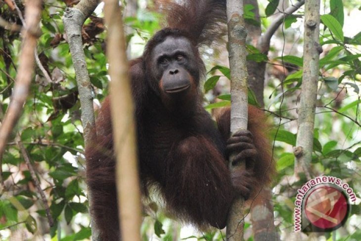 Dua anak orangutan diselamatkan dari pembukaan lahan