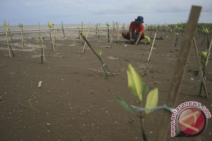 Fishermen plant 25.000 mangrove trees in North Sumatra