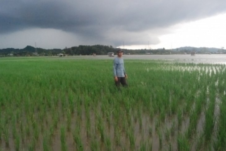 Sawah Terendam