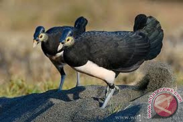 Indonesia releases 10,005 maleo birds