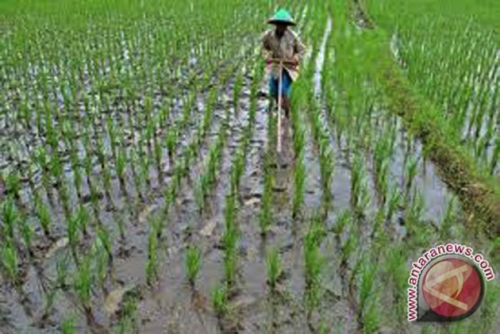 Pemerintah siap cetak sawah 40.000 hektare 2014