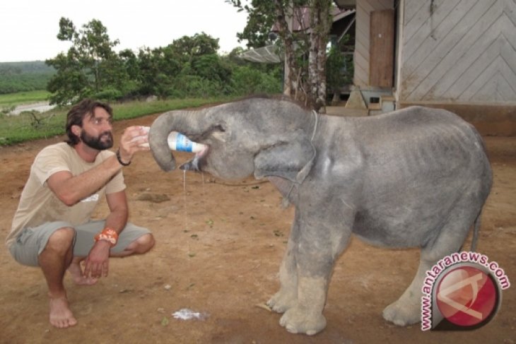 Bona si anak gajah korban konflik lewati masa malnutrisi