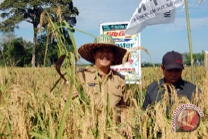 Tanah Bumbu boosts rice production to support food self-sufficiency
