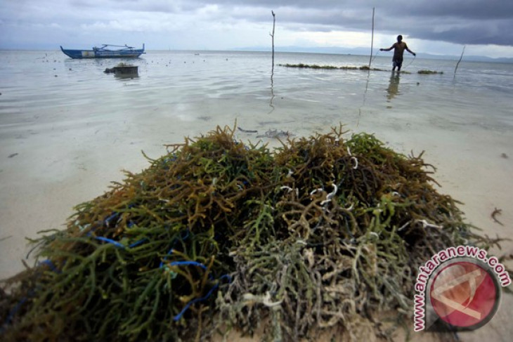 Southeast Maluku has potential for seaweed cultivation