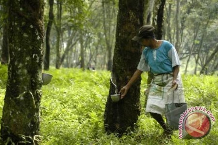 Harga Karet Di Tabalong Terus Turun