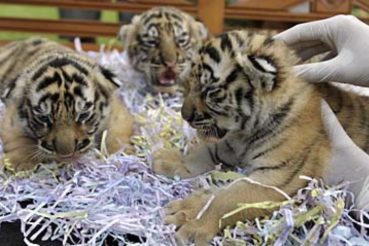 KELAHIRAN HARIMAU BENGGALA