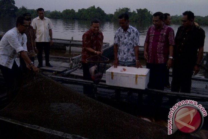 Panen Ikan di Sungai Raya