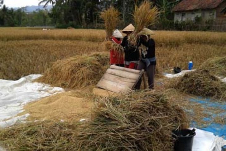 BATAN perbaiki varietas padi lokal Landak