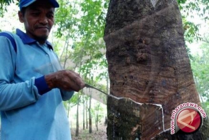 Pembukaan PPLB Badau Untungkan Pabrik Karet
