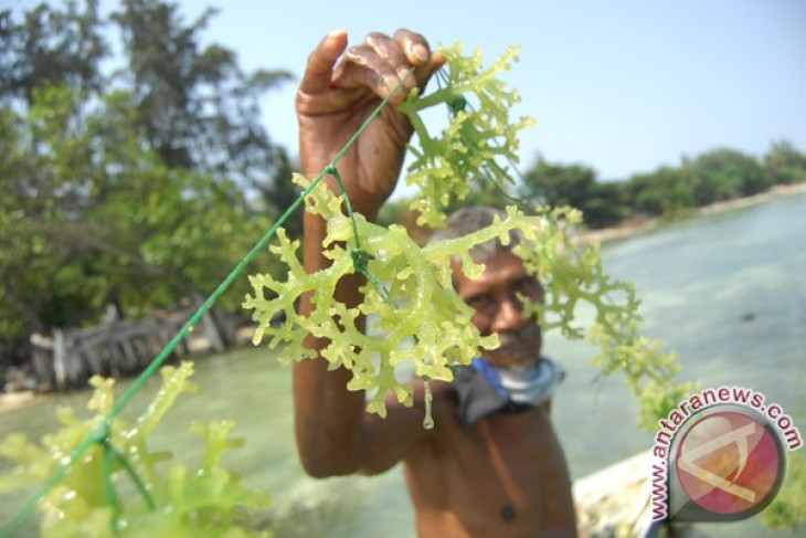 E Kalimantan`s Penajam district annually produces thousand tons of seaweed