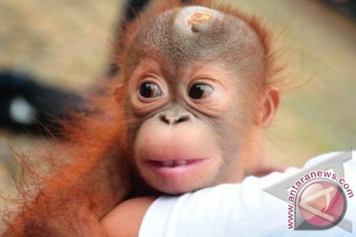Merawat Bayi Orangutan