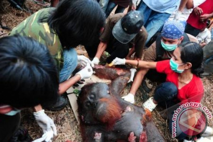 Pertolongan untuk Orangutan Sekarat