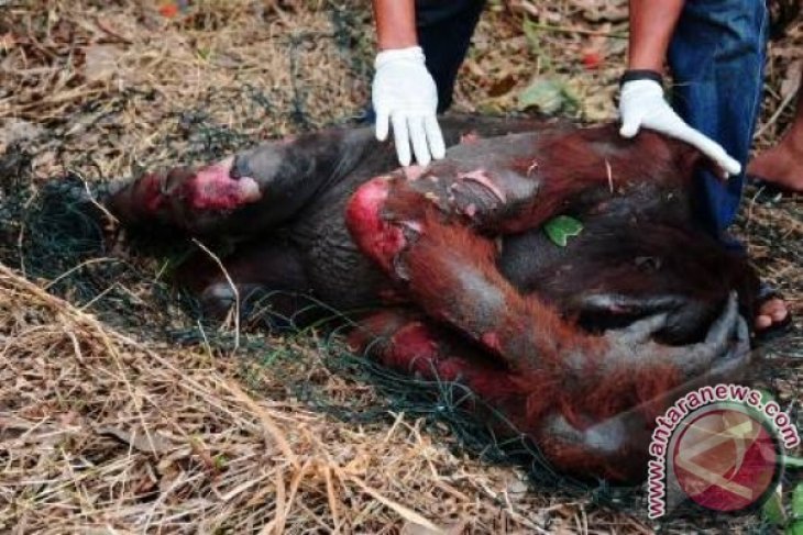 Pertolongan untuk Orangutan Sekarat