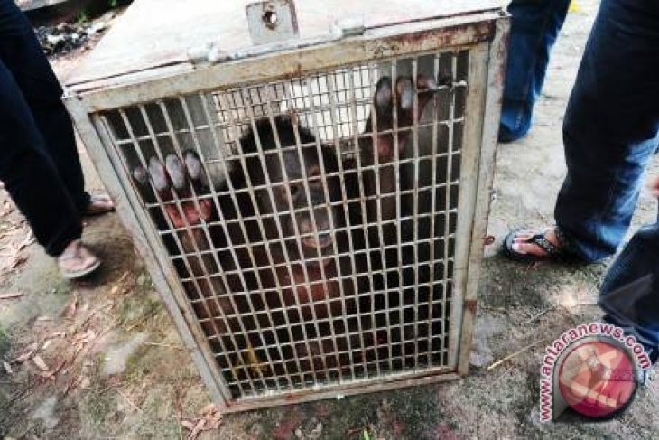 APP-Kemenhut Relokasi Orangutan Ke Habitat Baru