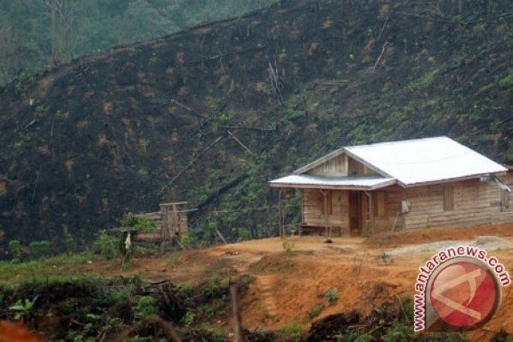 Riau`s forests shrinking