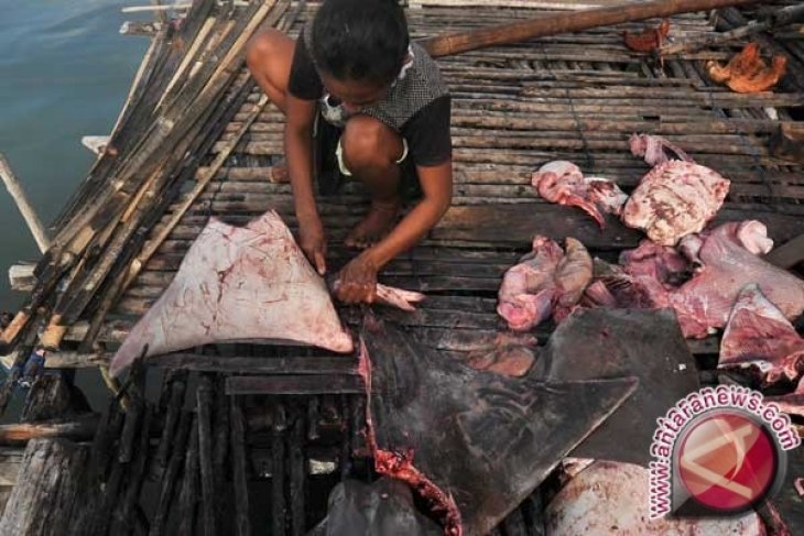 Pemprov Babel: kembangkan asesoris kulit ikan pari