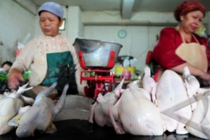 HARGA DAGING AYAM