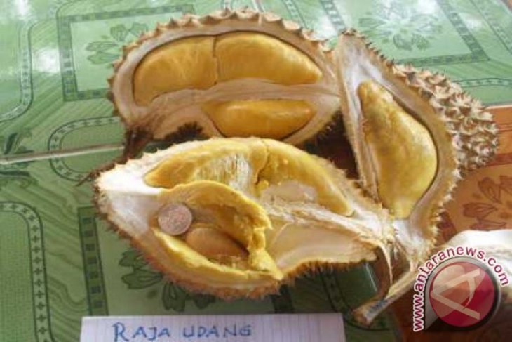 Durian Raja Udang Kalbar
