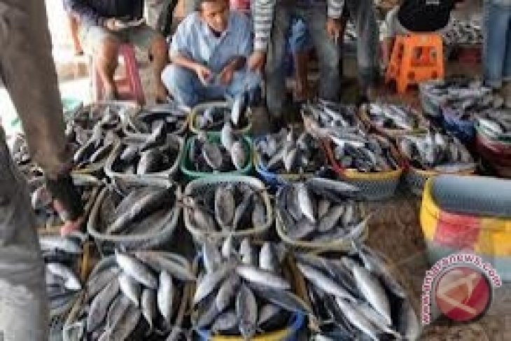 Harga Ikan Kerapu di Sangatta Turun - ANTARA News Kalimantan Timur