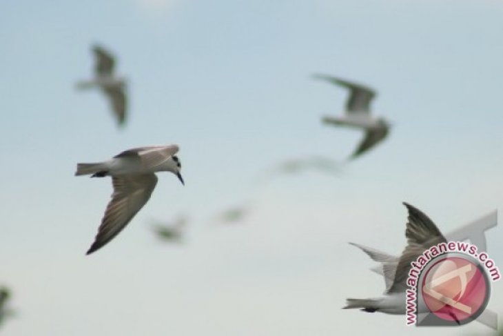 Migrasi Burung Dara Laut