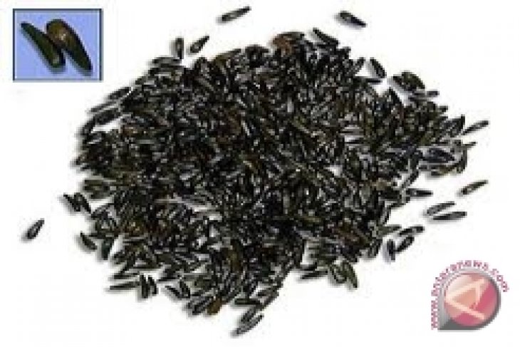 Jinten hitam,