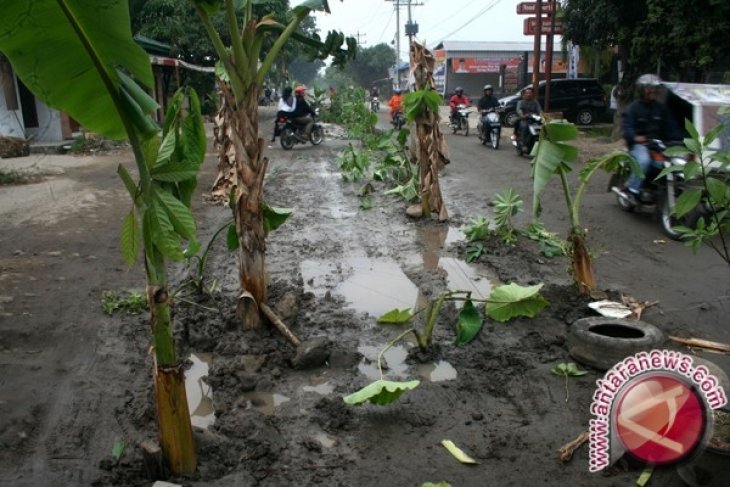 Warga tanami pohon pisang di jalan rusak