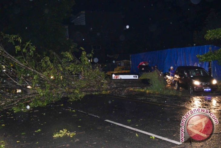 Sejumlah pohon tumbang akibat badai di Bengkulu