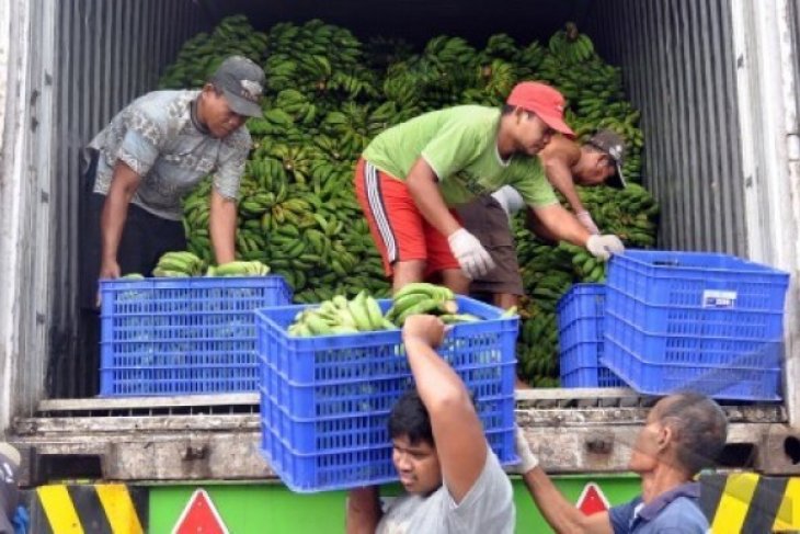 PISANG KALIMANTAN