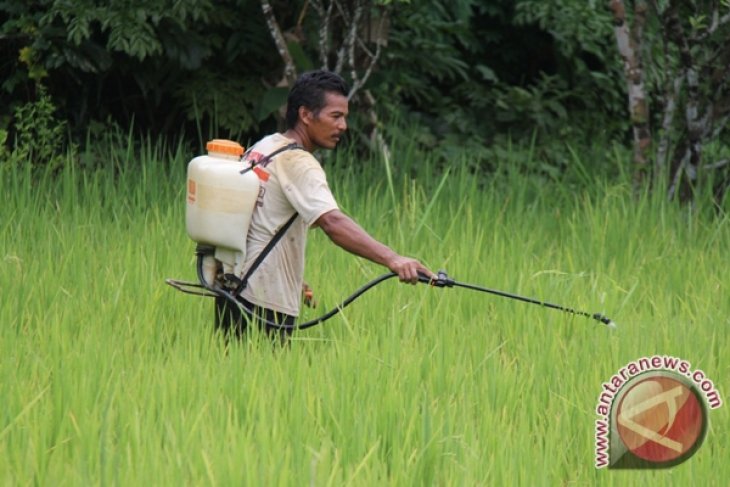 Petani Diduga Keracunan Pestisida - ANTARA News Kalimantan Selatan