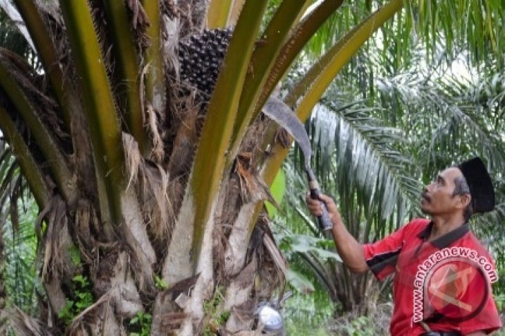 Pola Kemitraan Perkebunan Sawit Tingkatkan Kesejahteraan Petani