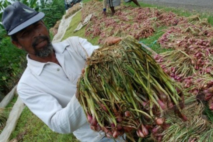 BAWANG TERANCAM BUSUK