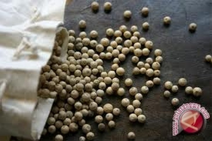 Bangka Barat Tunda Bantuan 110.000 Bibit Lada