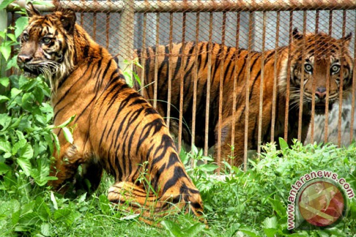 Four tigers wander around as their habitat catches fire