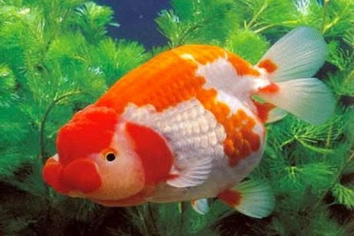 News feature - Embodying Indonesia as leading exporter of ornamental fish by Eliswan Azly
