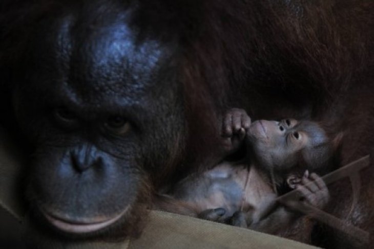 ANAK ORANGUTAN