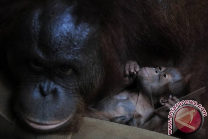 Anak Orangutan